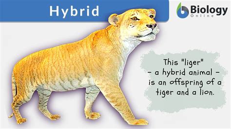 ibrids|hybrids définition.